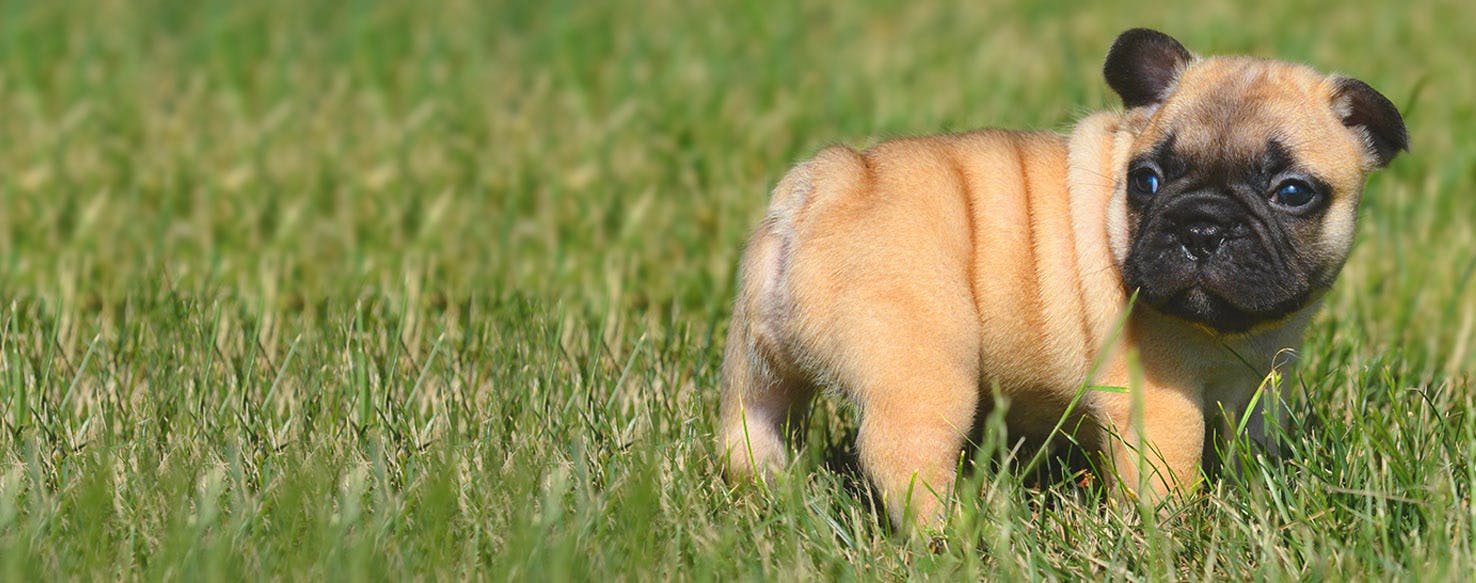 Dog Names Ending In S Popular Male And Female Names Wag 
